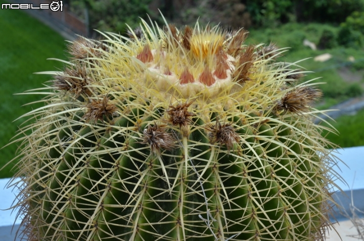 仙人掌_金琥開花