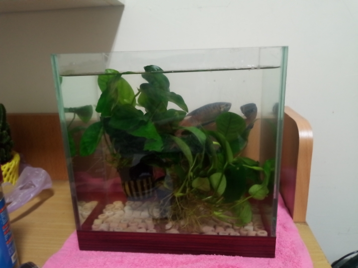 新手養殖蓋班鬥魚問題請教~😥😥