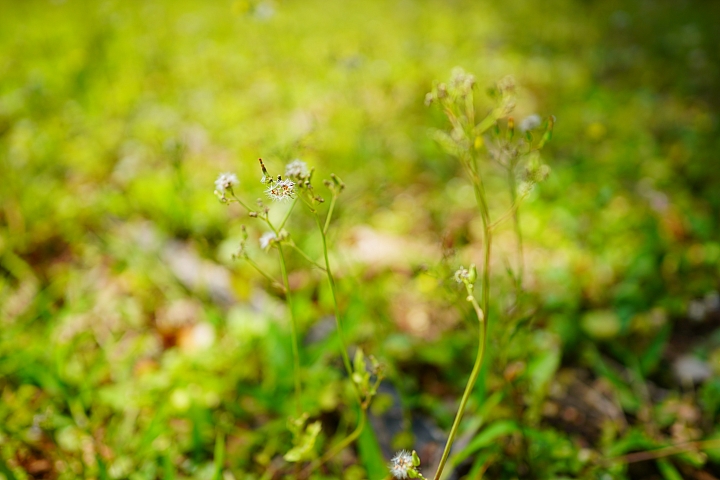 輕巧、高畫質兩者兼顧‧Zeiss Loxia 2.4/25 大光圈廣角鏡評測報告！