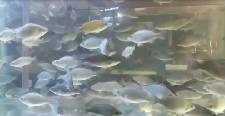 要開魚菜共生商業量產農場,有人有興趣合作嗎?