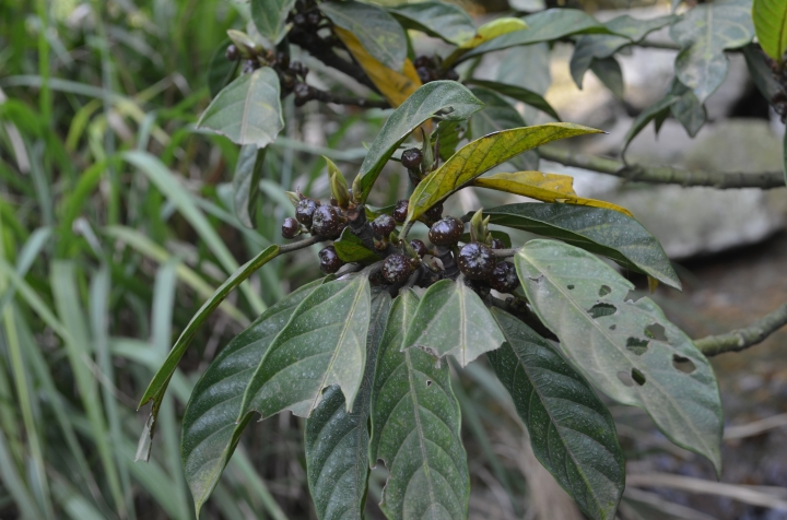 《登山輕漫遊》瑞芳猴硐大粗坑古道