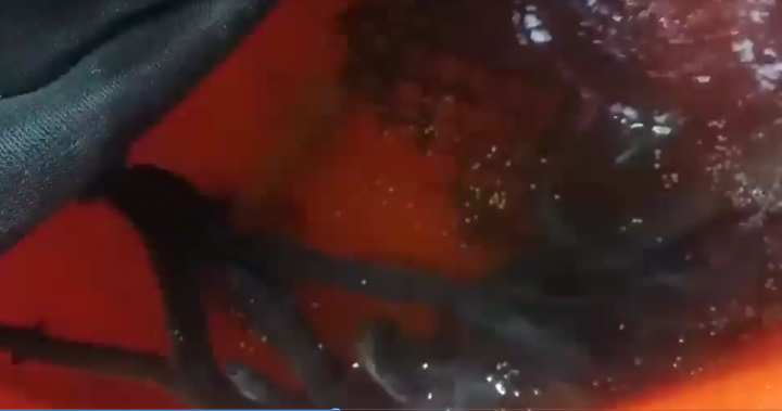 要開魚菜共生商業量產農場,有人有興趣合作嗎?