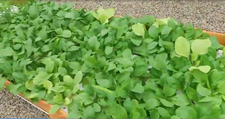 要開魚菜共生商業量產農場,有人有興趣合作嗎?
