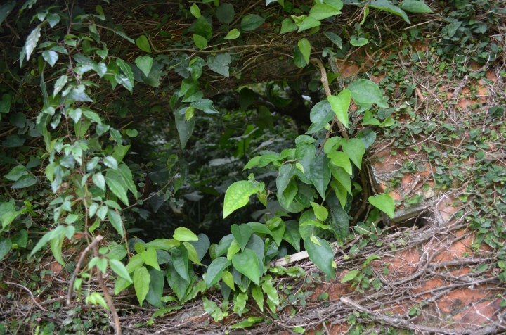 《登山輕漫遊》瑞芳猴硐大粗坑古道