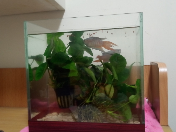 新手養殖蓋班鬥魚問題請教~😥😥