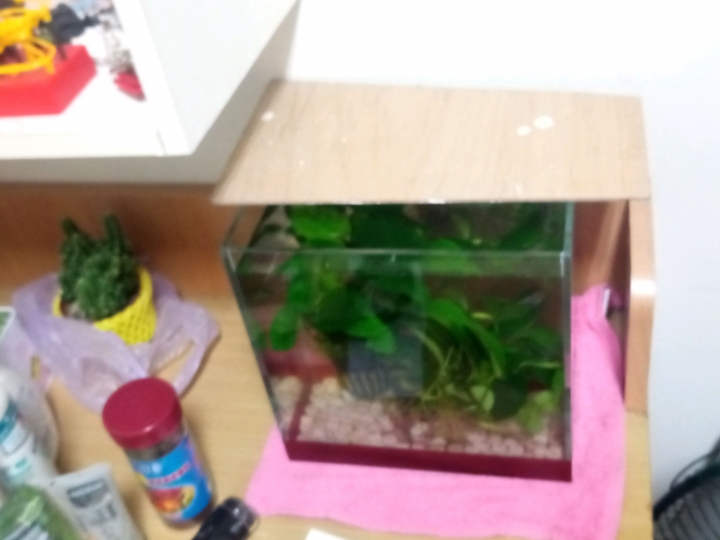 新手養殖蓋班鬥魚問題請教~😥😥