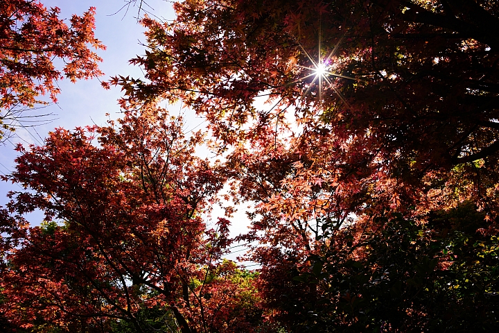 Sony A7R III+ Zeiss Loxia 2.4/25花草實拍25mm Sony A7R III+ Zeiss Loxia 2.4/25花草實拍25mm