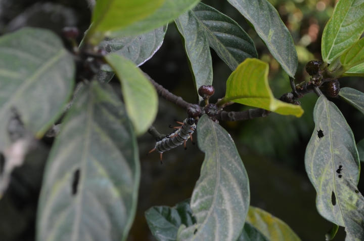 《登山輕漫遊》瑞芳猴硐大粗坑古道