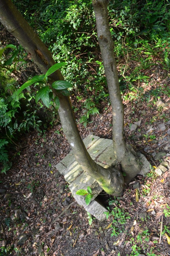 《登山輕漫遊》瑞芳猴硐大粗坑古道