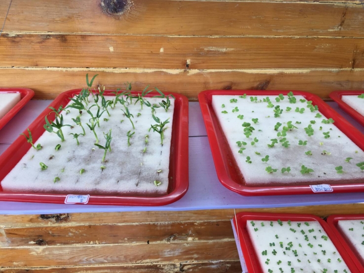 要開魚菜共生商業量產農場,有人有興趣合作嗎?