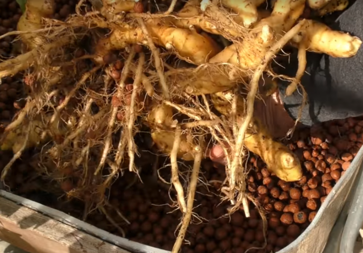 要開魚菜共生商業量產農場,有人有興趣合作嗎?