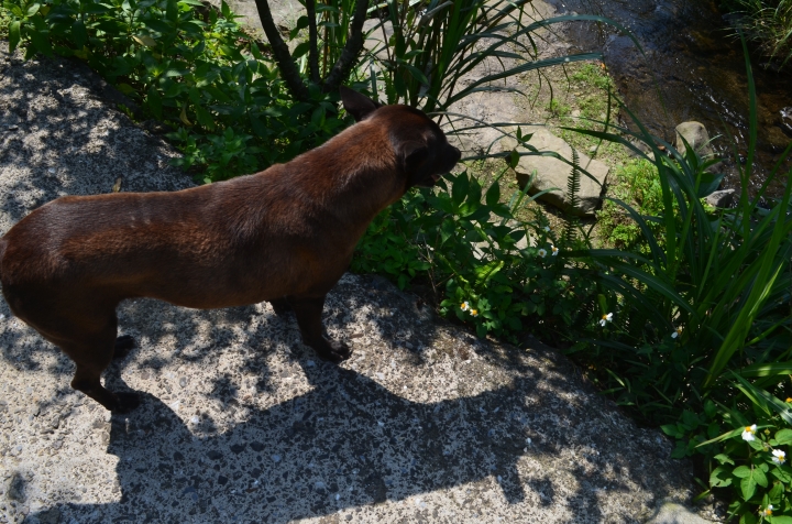 《登山輕漫遊》瑞芳猴硐大粗坑古道