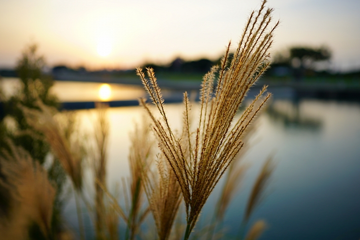 Sony A7R III+ Zeiss Loxia 2.4/25 稻穗實拍 25mm Sony A7R III+ Zeiss Loxia 2.4/25 稻穗實拍 25mm
