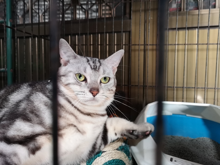 要不咱倆試試吧,皮爾士普羅!! / HUAWEI P20|P20 Pro試用心得