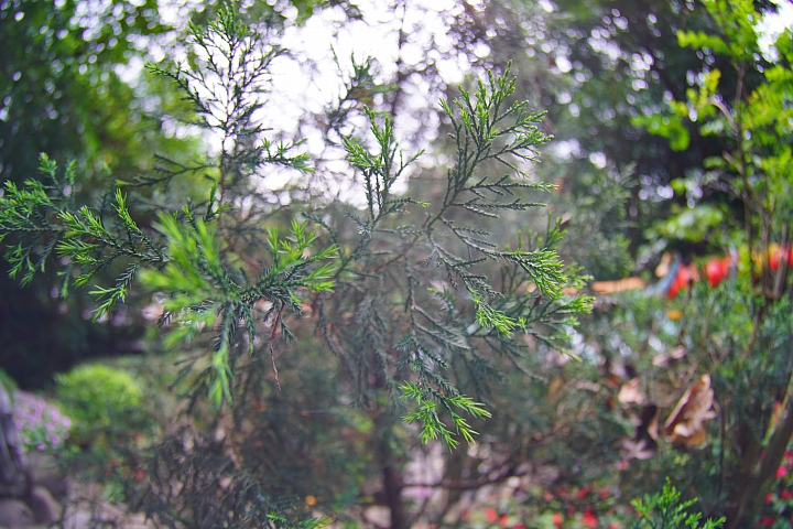 Lomography《Naiad 15mm》前鏡頭實測 拍攝樣本 Lomography《Naiad 15mm》前鏡頭實測 拍攝樣本
