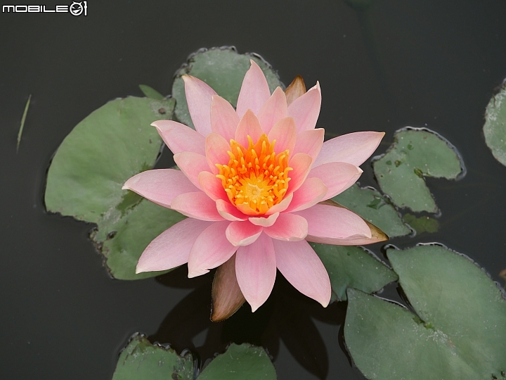 Panasonic Lumix GX9 蓮花200mm ISO200 f/5.0 1/400s Panasonic Lumix GX9 蓮花200mm ISO200 f/5.0 1/400s