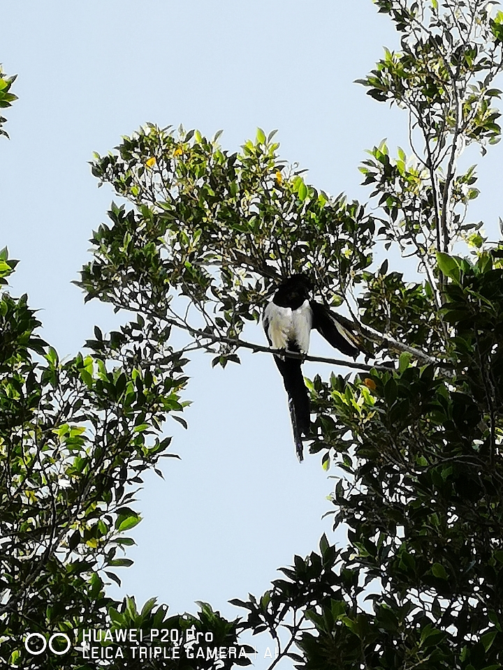 華麗美景,為您而攝 --《HUAWEI P20|P20 Pro。攝影擂台賽,手機攝影挑戰單眼活動》 成果分享