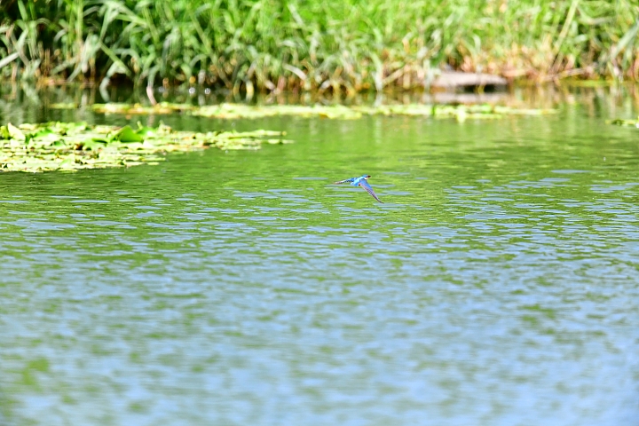 池塘裏的騷動,沒想到大白鴨這麼容易看其它鴨不順眼。