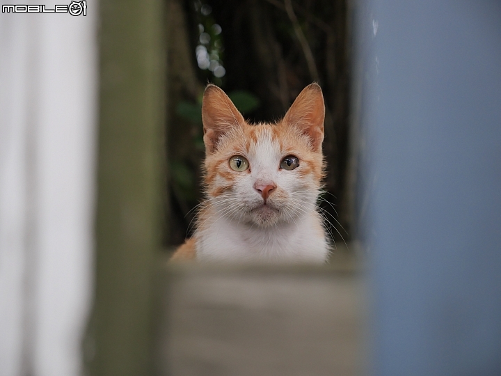 Panasonic Lumix GX9 貓咪直視:70mm ISO640 f/2.8 1/80s Panasonic Lumix GX9 貓咪直視:70mm ISO640 f/2.8 1/80s