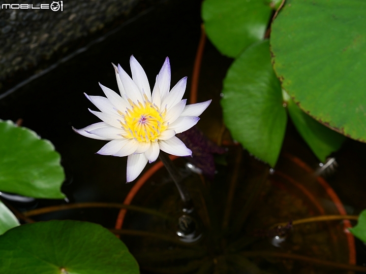 Panasonic Lumix GX9 盛開的蓮花 86mm ISO200 f/5.0 1/500s Panasonic Lumix GX9 盛開的蓮花 86mm ISO200 f/5.0 1/500s