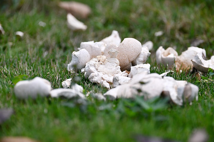 大砲拍大菇(直徑超過12公分)