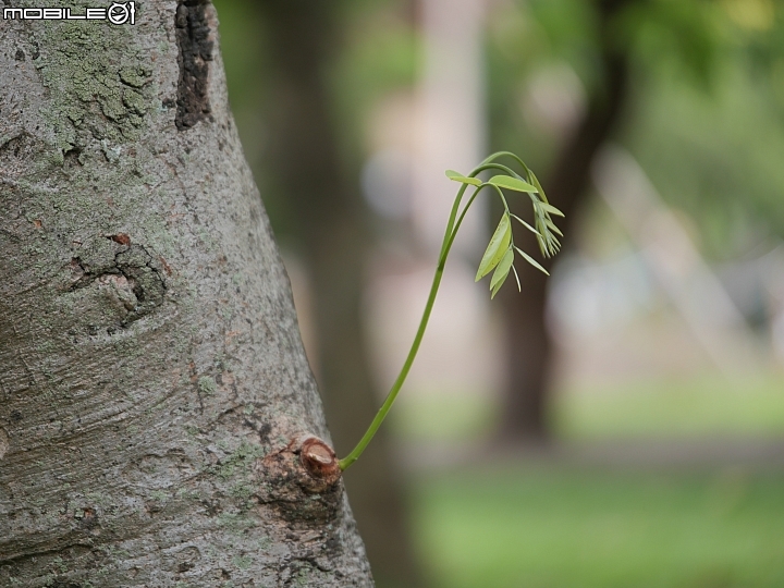 Panasonic Lumix GX9 新芽200mm ISO200 f/2.8 1/250s Panasonic Lumix GX9 新芽200mm ISO200 f/2.8 1/250s