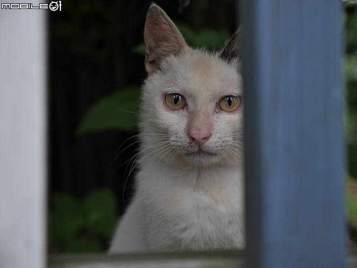 Panasonic Lumix GX9 白貓直視:70mm ISO320 f/2.8 1/80s Panasonic Lumix GX9 白貓直視:70mm ISO320 f/2.8 1/80s
