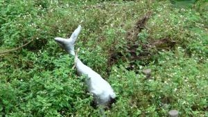 新北市政府擺爛的烏來瀑布公園?朱立倫市長不用好好去維護管理!?