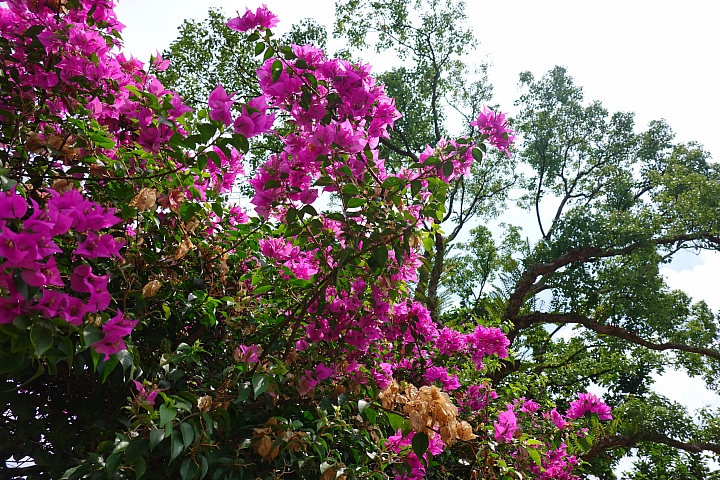 Sony Cyber-Shot RX100M6‧拍攝樣本 Sony Cyber-Shot RX100M6‧拍攝樣本
