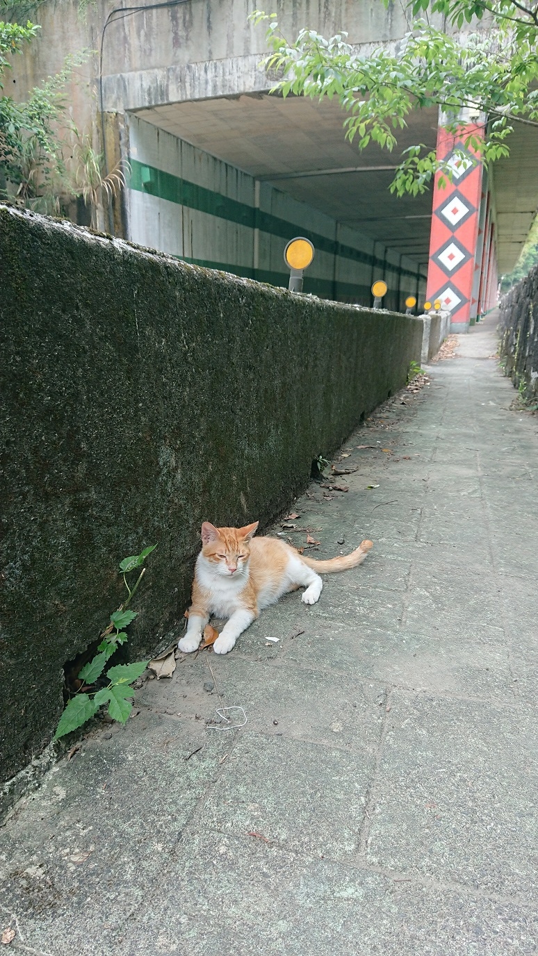 路況全紀錄 台九甲-北107 烏來信賢步道 福山古圳步道.蝴蝶公園