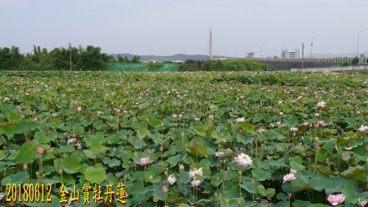 20180612 風櫃嘴燭台雙嶼金山賞牡丹蓮北海一周之旅