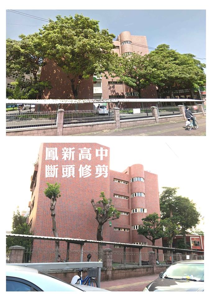 高雄樹木大浩劫 高雄名產 - 斷頭樹