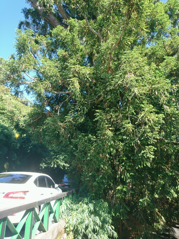 新手想嘗試第一次騎車回去(已成功,附上照片