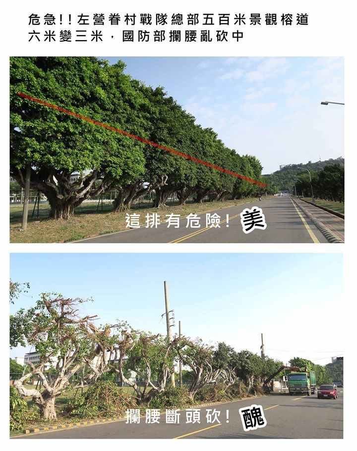 高雄樹木大浩劫 高雄名產 - 斷頭樹