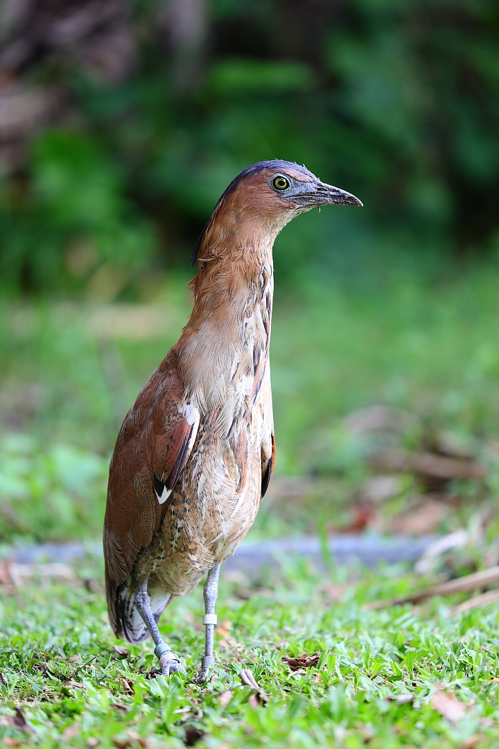 Canon 5D Mark IV + EF 70-200mm f/4L IS II USM 拍攝樣本 Canon 5D Mark IV + EF 70-200mm f/4L IS II USM 拍攝樣本