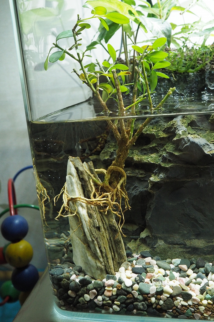 初設一尺半水陸缸,心得分享(07/10更新,魚蝦吃地瓜葉影片)