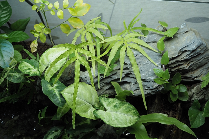 初設一尺半水陸缸,心得分享(07/10更新,魚蝦吃地瓜葉影片)