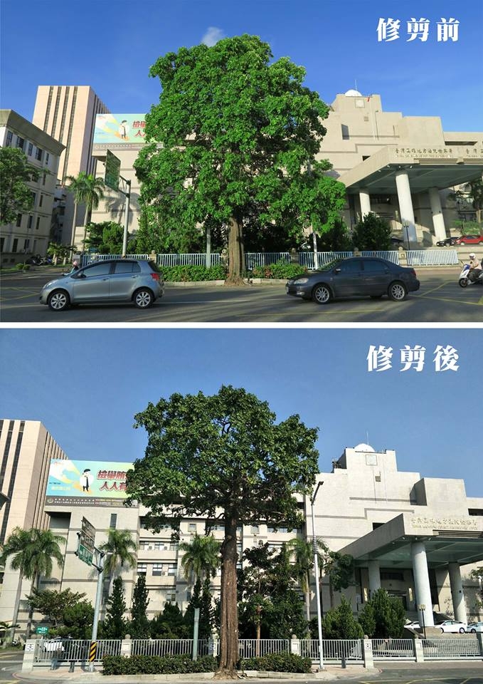 高雄樹木大浩劫 高雄名產 - 斷頭樹