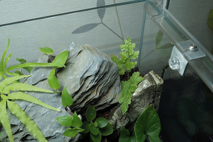 初設一尺半水陸缸,心得分享(07/10更新,魚蝦吃地瓜葉影片)