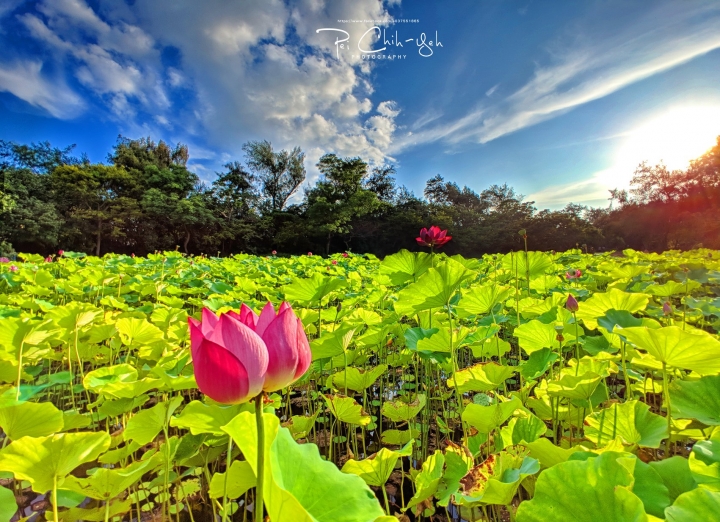 (第121批) LG G / V class 日夜拍研究團 精選作品2018.7.17 g4/g5/g6/g7 v10/v20/v30