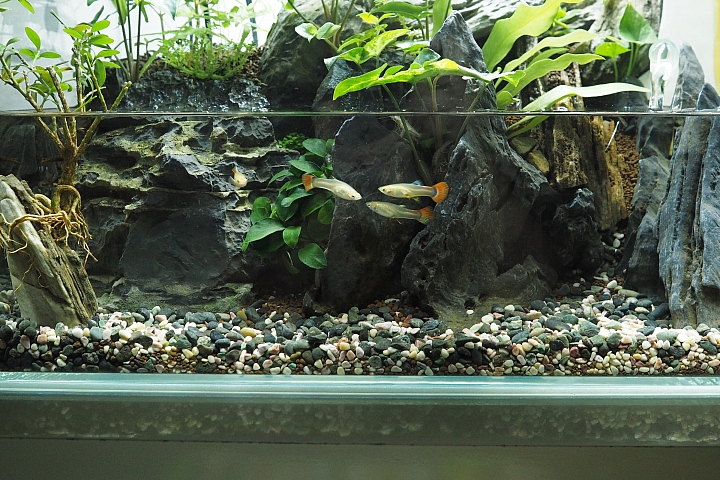 初設一尺半水陸缸,心得分享(07/10更新,魚蝦吃地瓜葉影片)