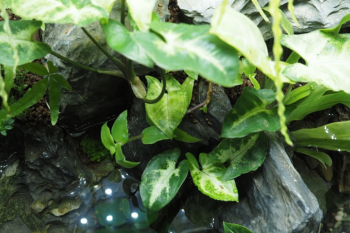 初設一尺半水陸缸,心得分享(07/10更新,魚蝦吃地瓜葉影片)
