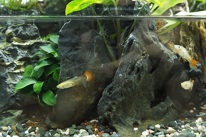初設一尺半水陸缸,心得分享(07/10更新,魚蝦吃地瓜葉影片)