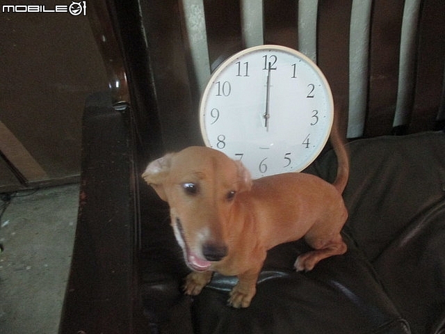 開箱~台灣第一品牌【"★法詩★計時電波鐘 (自動對時)"AW-702】~嵌合現代人的生活脈絡且精準報時。