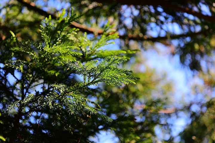 Canon 5D Mark IV + EF 70-200mm f/4L IS II USM 拍攝樣本 Canon 5D Mark IV + EF 70-200mm f/4L IS II USM 拍攝樣本