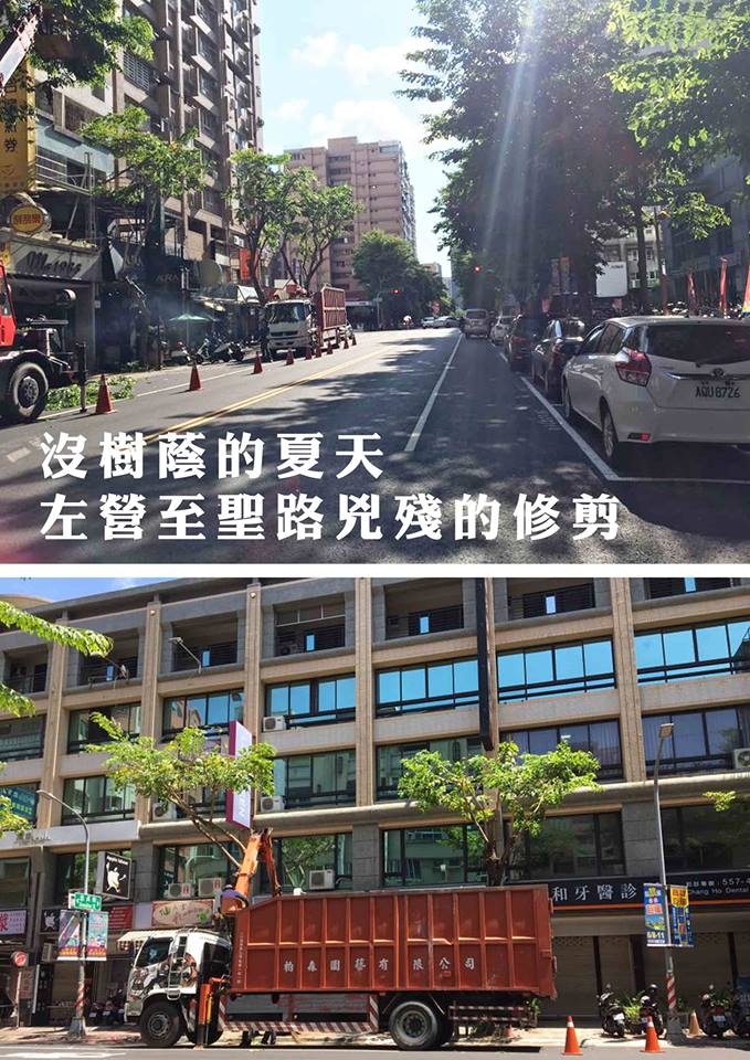 高雄樹木大浩劫 高雄名產 - 斷頭樹