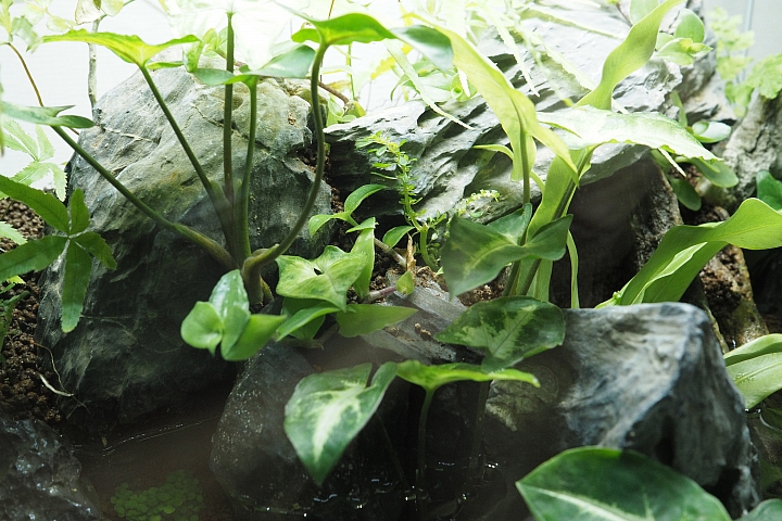 初設一尺半水陸缸,心得分享(07/10更新,魚蝦吃地瓜葉影片)