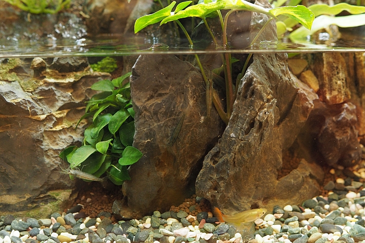 初設一尺半水陸缸,心得分享(07/10更新,魚蝦吃地瓜葉影片)