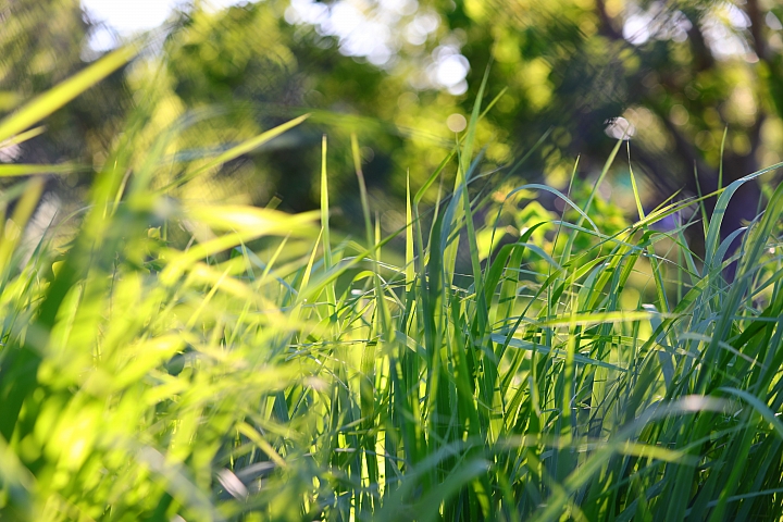 Canon 5D Mark IV + EF 70-200mm f/4L IS II USM 拍攝樣本 Canon 5D Mark IV + EF 70-200mm f/4L IS II USM 拍攝樣本
