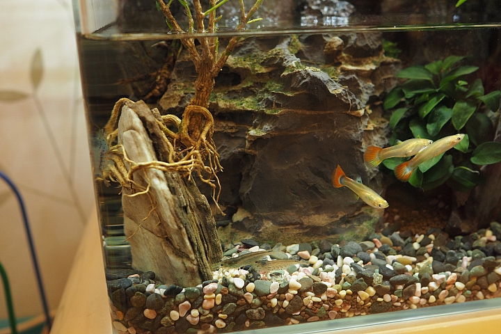 初設一尺半水陸缸,心得分享(07/10更新,魚蝦吃地瓜葉影片)